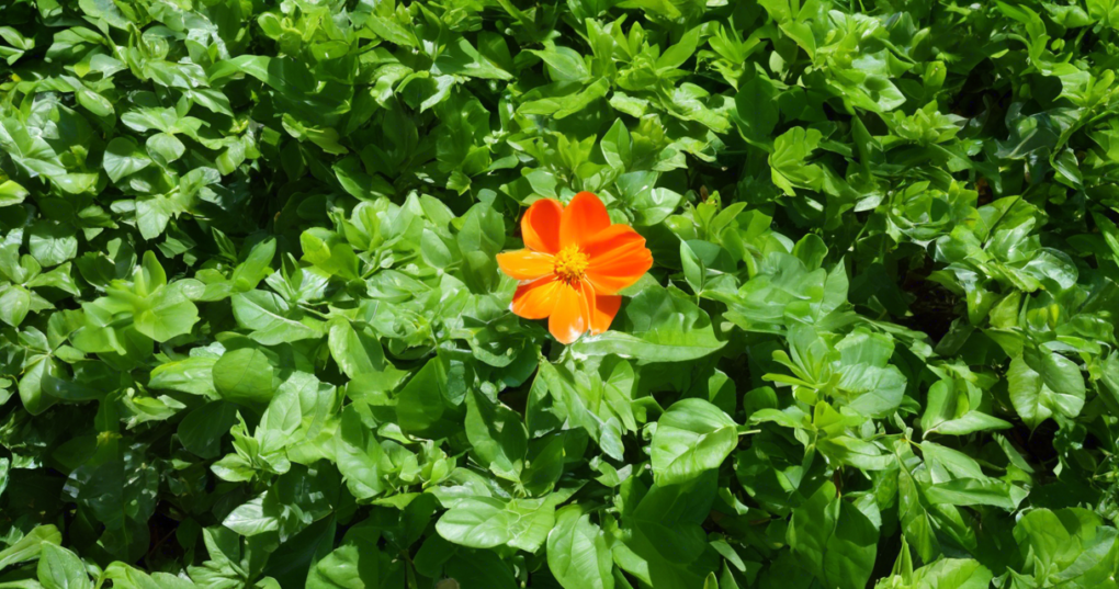 Best Cultural Practices for Growing Crossandra
