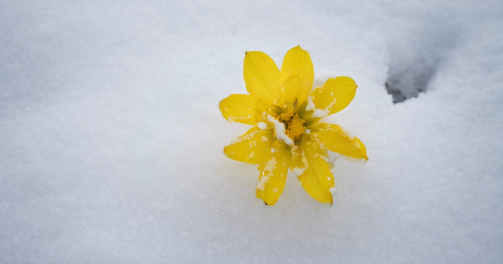 Dimorphotheca: The Cape Marigold of Winter Gardens