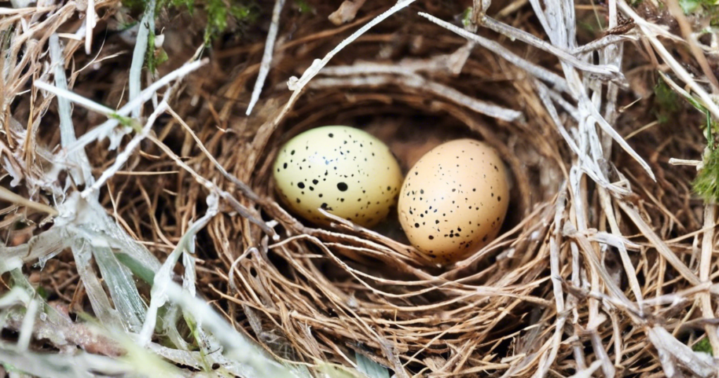 Best Practices for Breeding, Incubation, and Hatching of Japanese Quails
