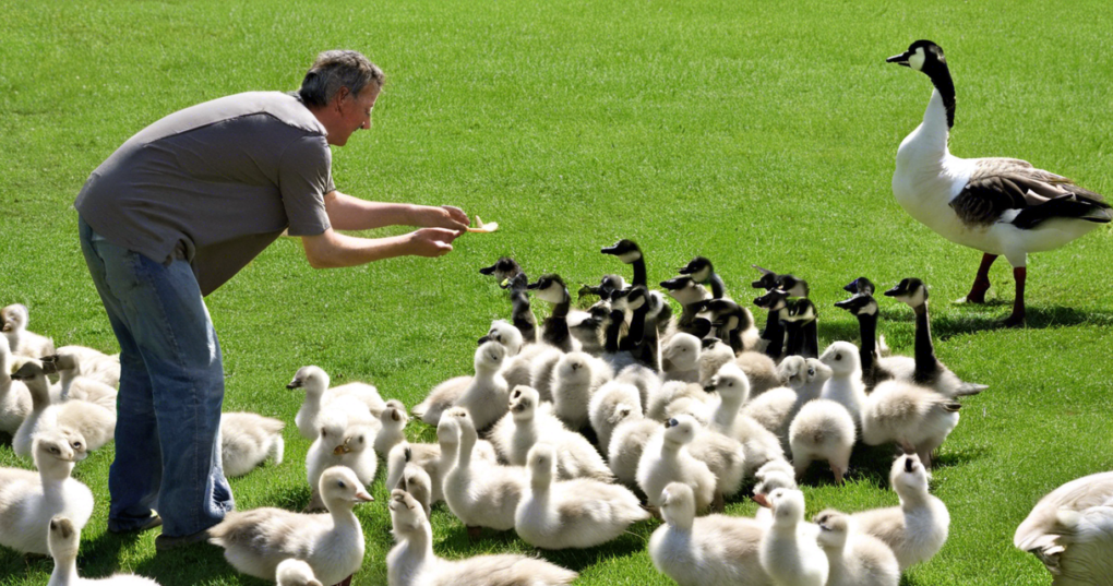 Best Practices for Managing Geese: From Brooding to Grazing