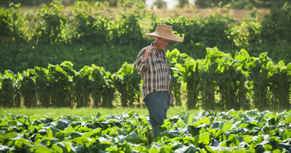 Enhancing Competitiveness in Organic Farming through Capacity Building