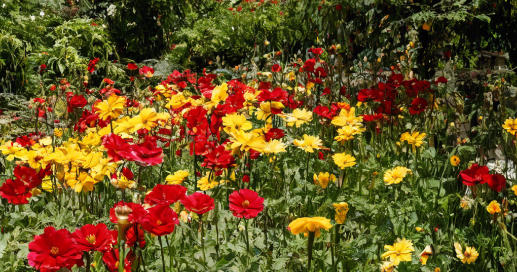 Gaillardia Species and Varieties: A Guide to Popular Cultivars