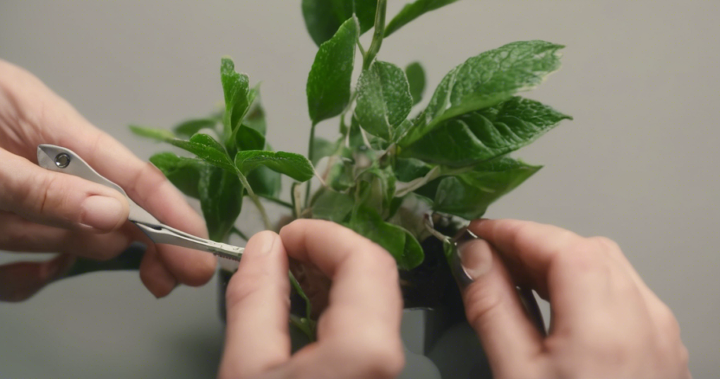 Pruning and Training Tips for Semi-woody Indoor Plants