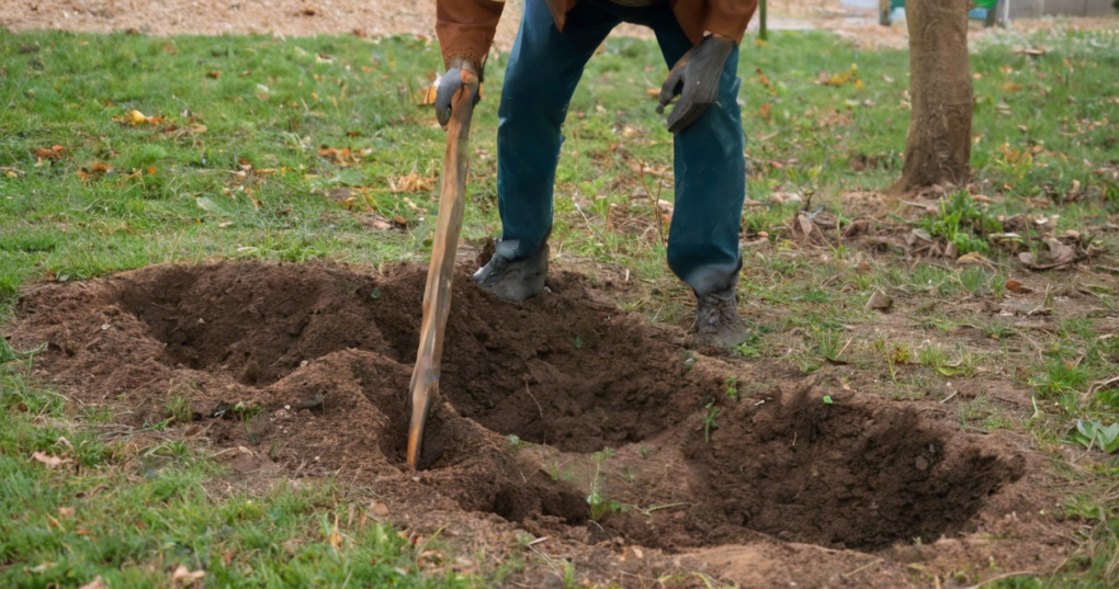 Preparing Pits For Planting Ornamental Trees Agriculture Notes By 
