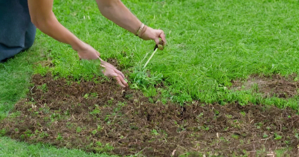 Weeding Definition Importance of Weeding in Lawn Maintenance - Agriculture Notes by ...