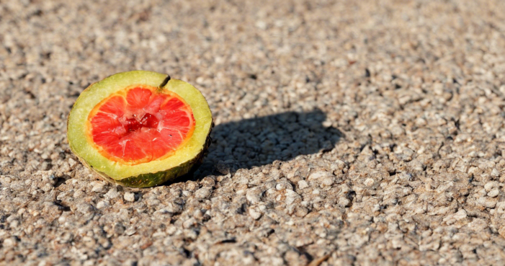 Mechanisms of Dehydration: Heat and Mass Transfer in Food Drying