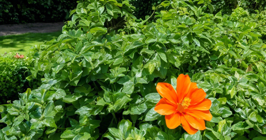 Tithonia: The Mexican Sunflower for Summer Gardens