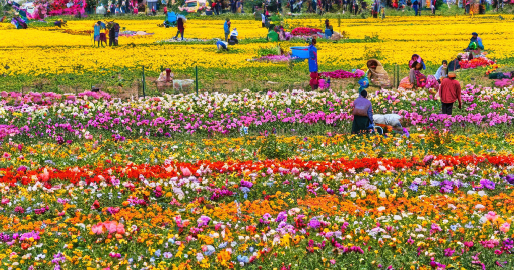 The Global Bloom Business: Trends and Key Players in Floriculture