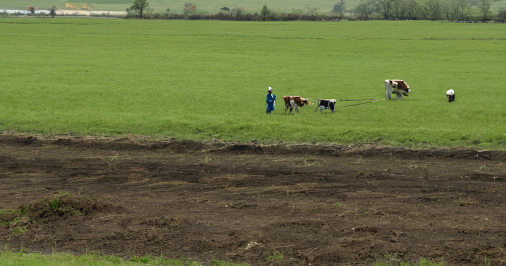 Understanding Grassland and Pasture Management: Key Concepts and Definitions