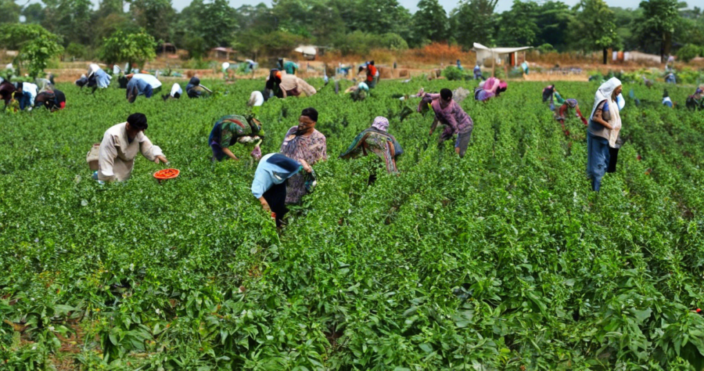 India’s Black Pepper Industry and Its Global Position
