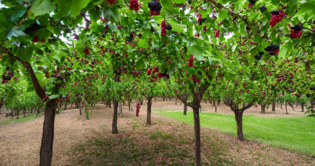 Best Mulberry Varieties for Chawki Gardens: S36 and V1