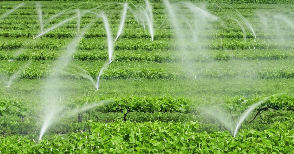 Effective Irrigation and Soil Moisture Conservation Techniques for Mulberry Cultivation