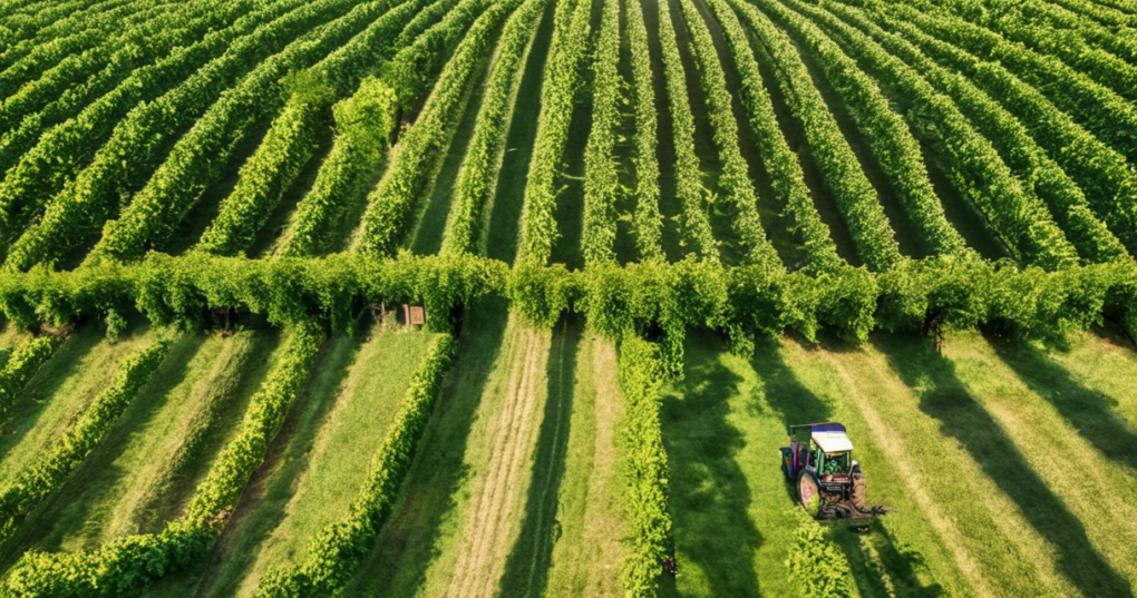 Optimizing Mulberry Plantations for Mechanized Farming