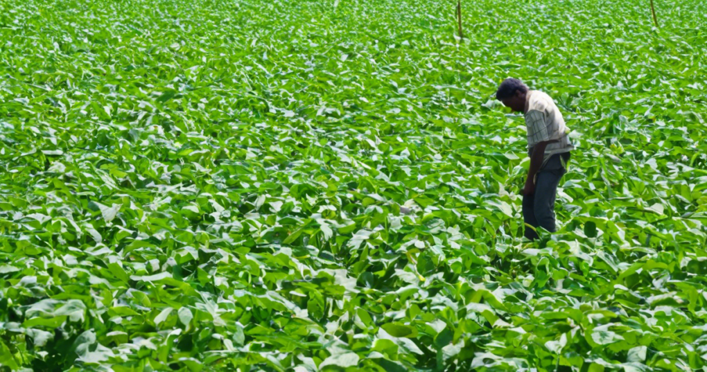 Cowpea Farming: Cultivation Practices for High Yields