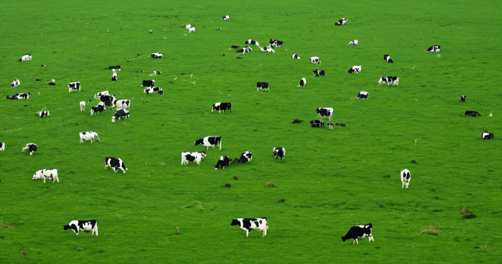 How to Choose the Best Location for a Dairy Plant