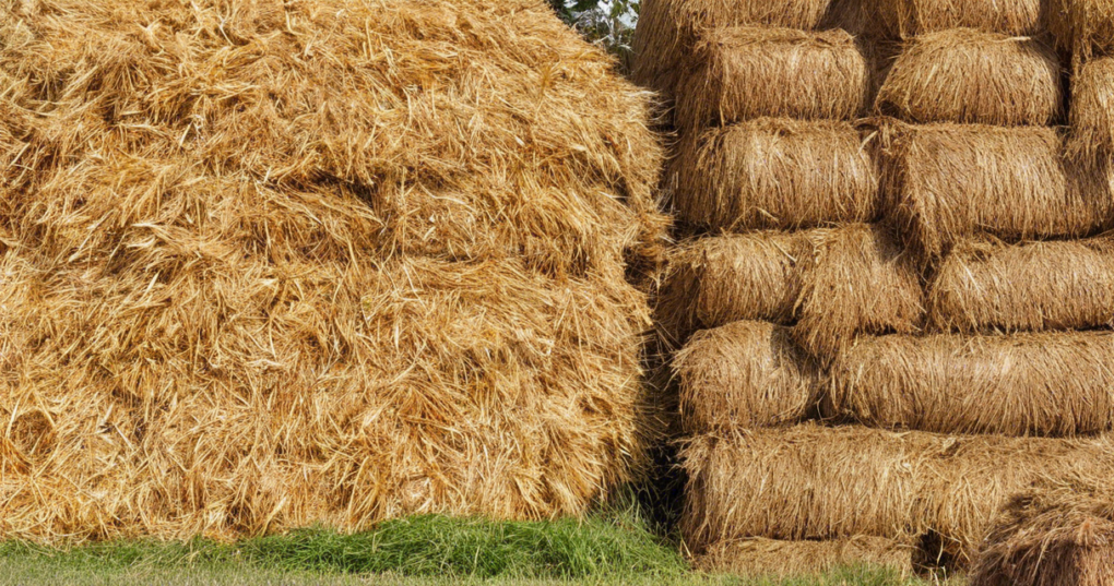 Types of Common Livestock Feeds and Their Nutritional Value