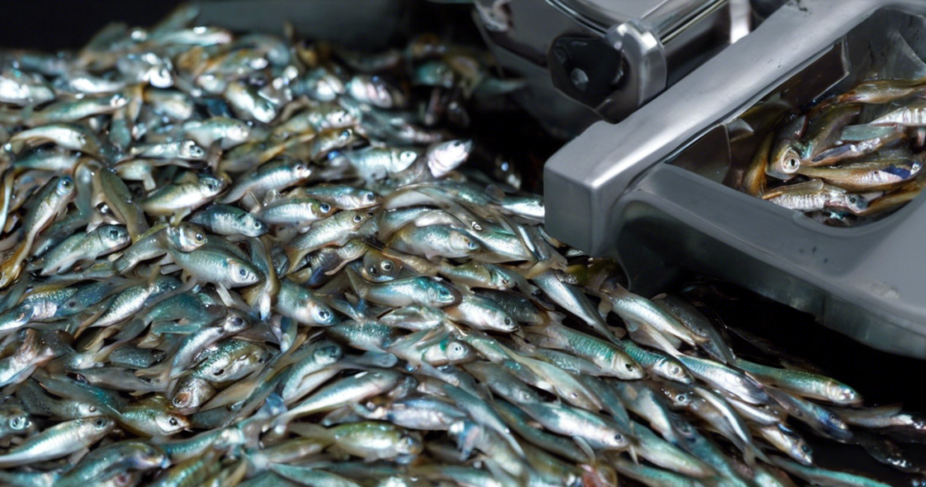 Essential Raw Materials for Fish Meal and Oil Production