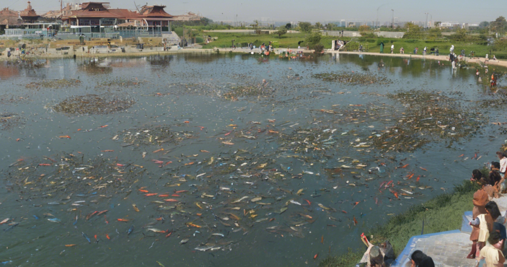 Fish Farming: Methods and Best Practices for Sustainable Aquaculture