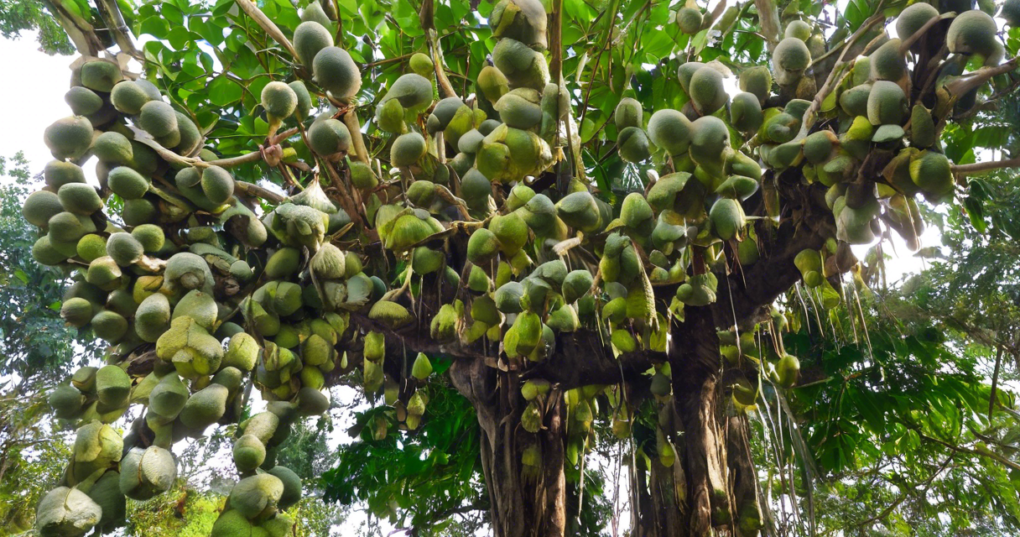 Area and Production of Sapota and Jackfruit in India - Agriculture ...