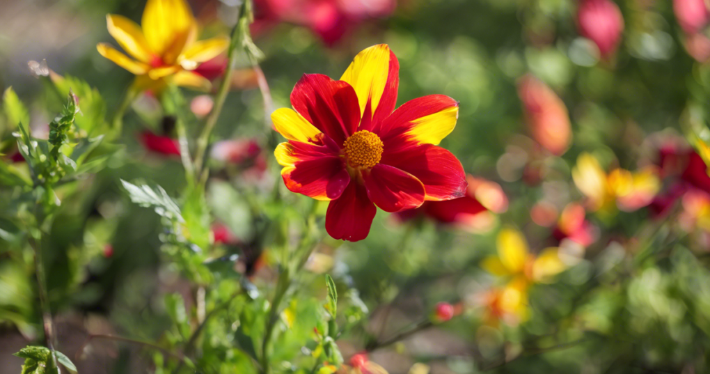 Introduction to Gaillardia: Origin, Cultivation, and Uses