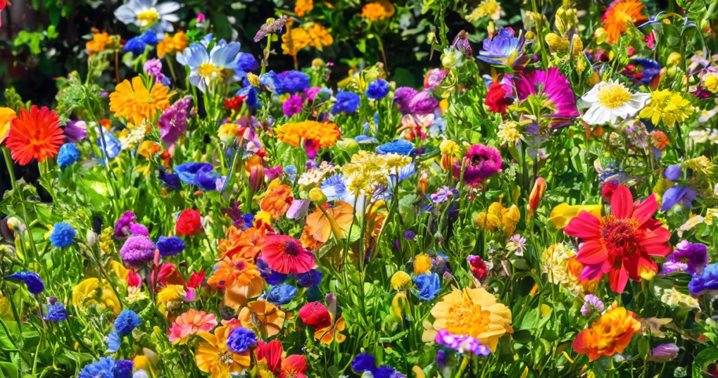 Crossandra Species and Varieties: An Overview