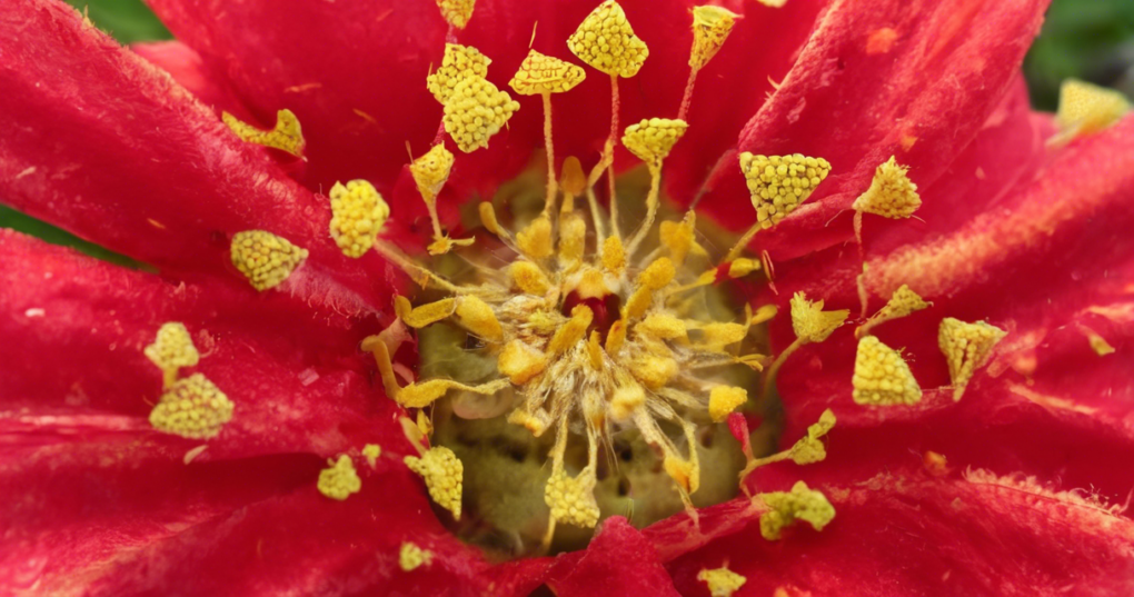 Comprehensive Guide to Gaillardia Seed Production