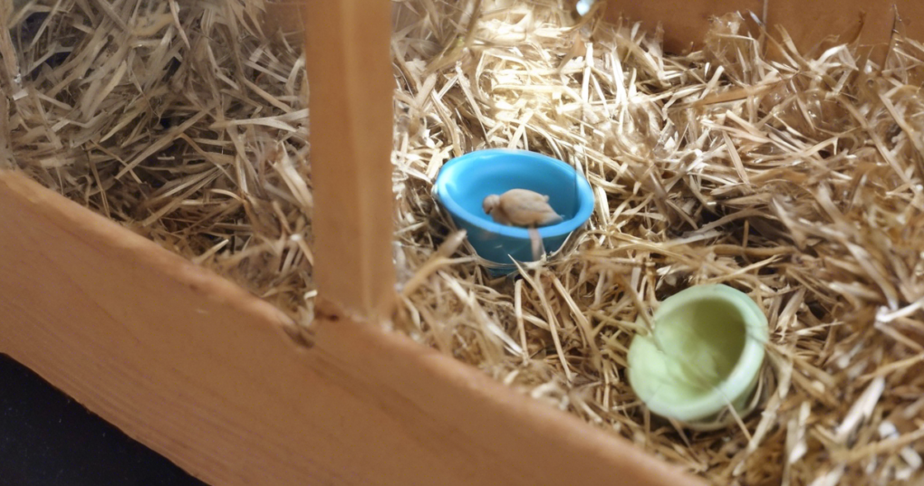 Essential Housing Requirements for Japanese Quails