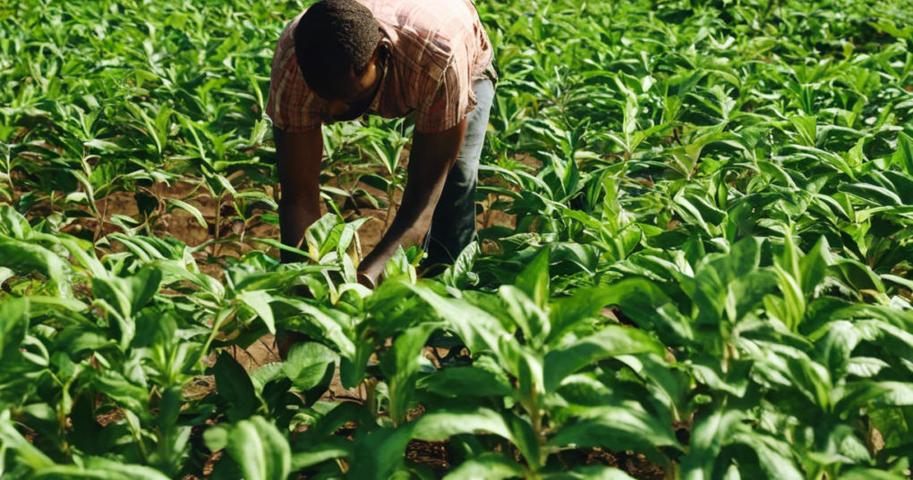 Disease Management in Black Pepper Cultivation: An Integrated Approach