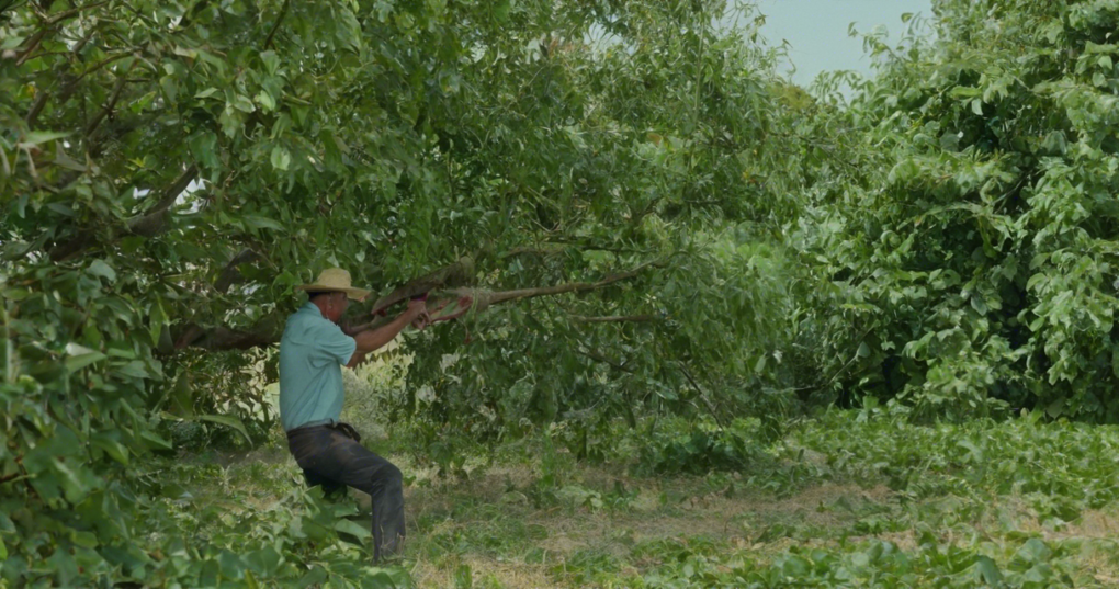 The Role of Pollarding in Muga Food Plant Cultivation