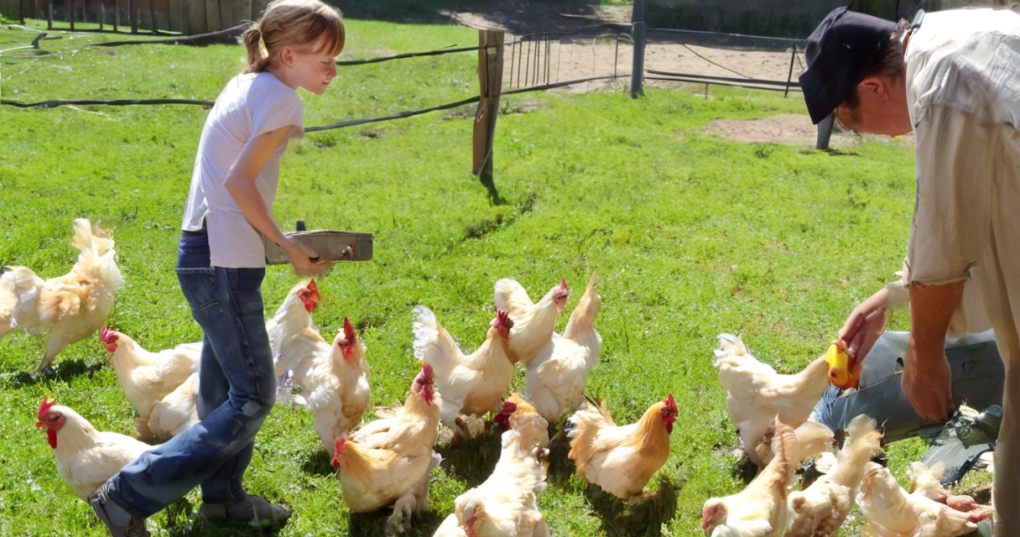 Best Practices for Growing Laying-Type Birds: From 9 to 20 Weeks