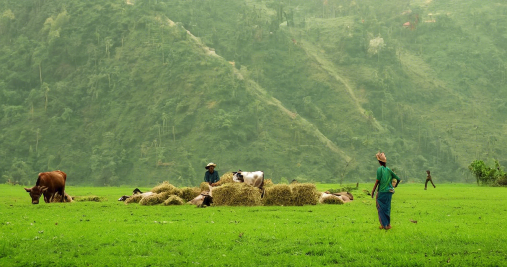Best Practices for Feeding Cattle and Buffaloes