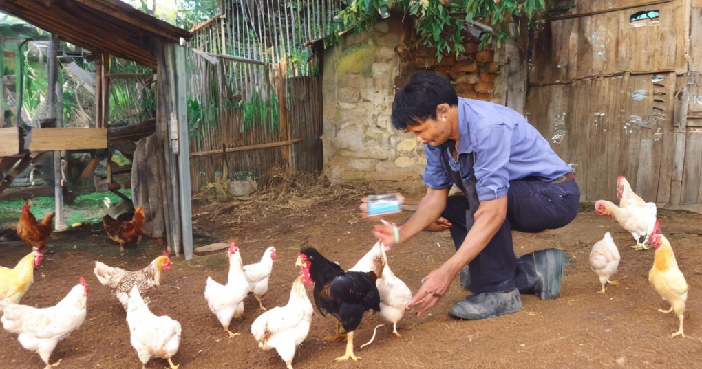 Identifying and Addressing Mineral Deficiencies in Poultry