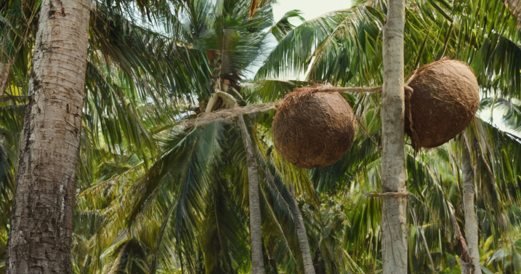 Coconut Cultivation and Its Multifaceted Uses in India
