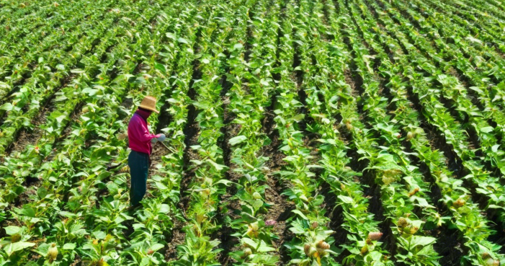 Essential Practices for Cultivating Castor for Eri Silkworm Rearing