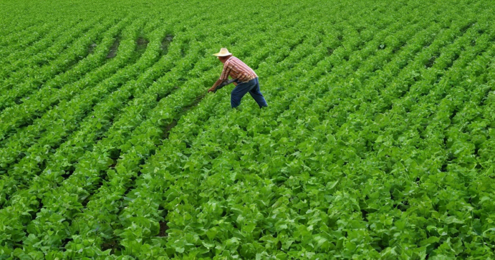 Comprehensive Guide to Fodder Crop Cultivation Practices