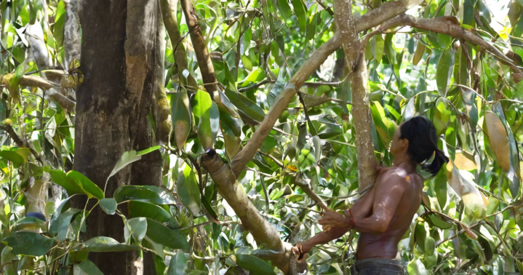 Rubber Production and Its Economic Significance in India
