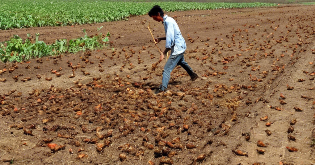 Utilization of Poultry Litter and Manure