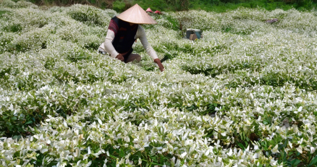 Jasmine Cultivation: Species, Propagation, and Oil Extraction