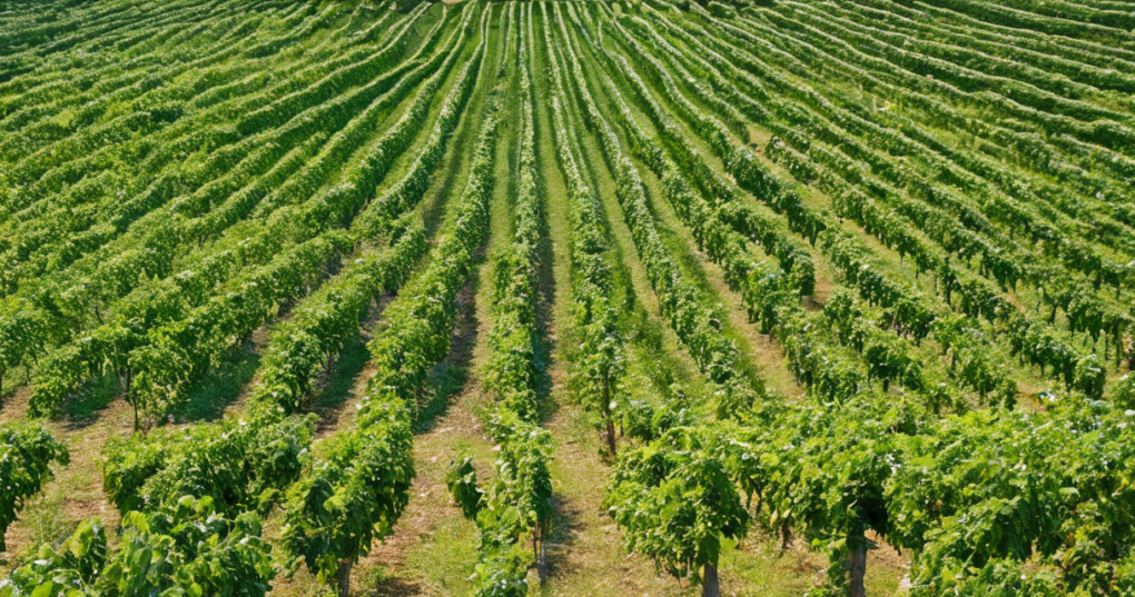 Recommended Mulberry Varieties and Spacing Guidelines for East/North-Eastern India
