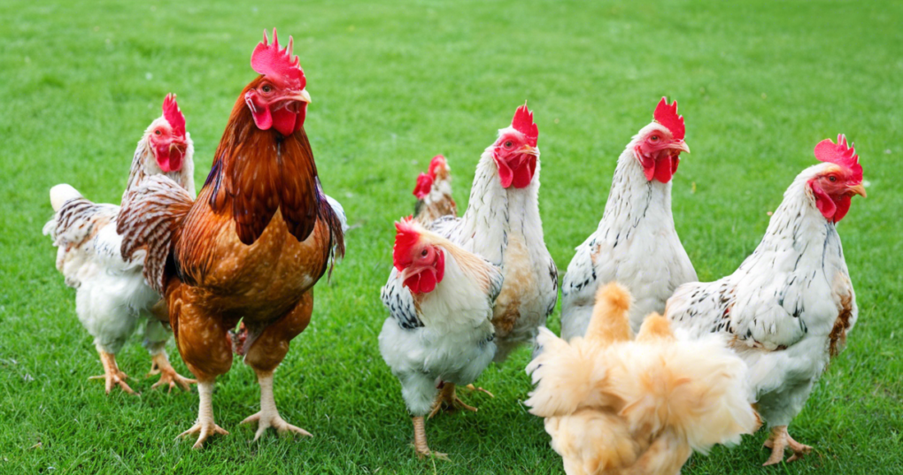 Essential Chicken Breeds: From Leghorn to Cornish