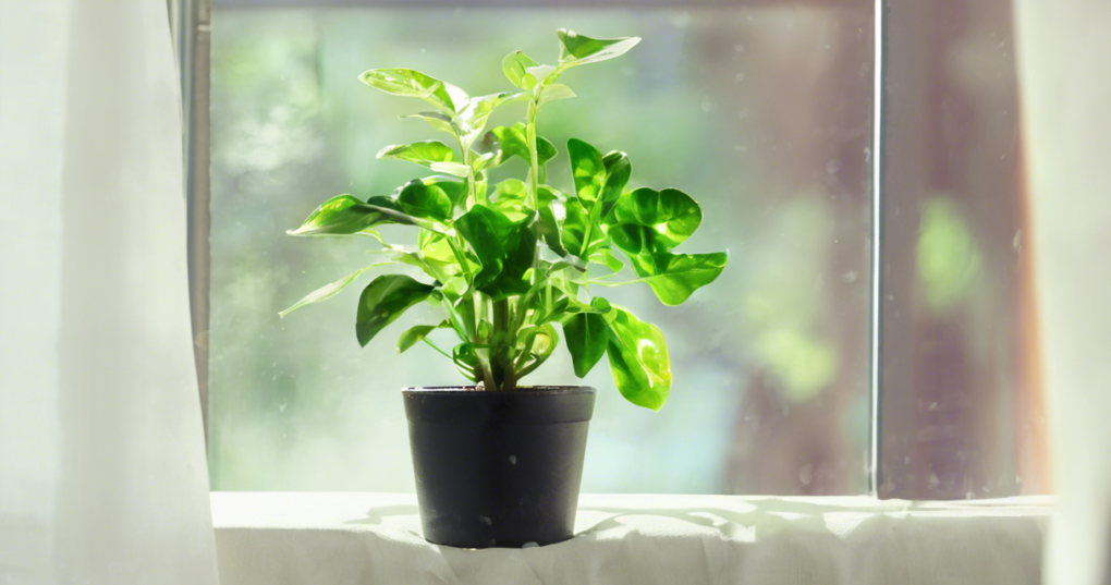 Importance of Light for Indoor Plants