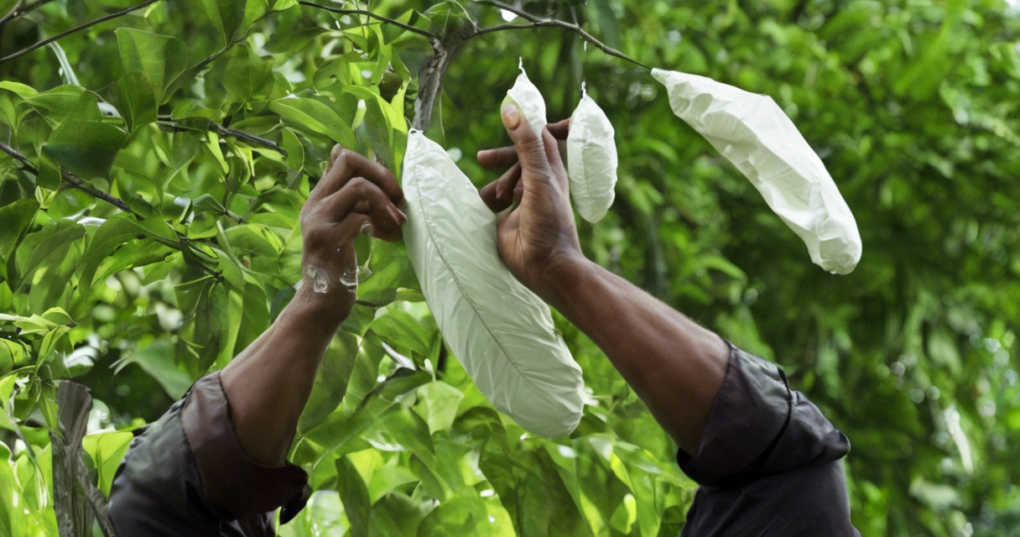 Assessing Mulberry Leaf Yield and Quality for Optimal Cocoon Production