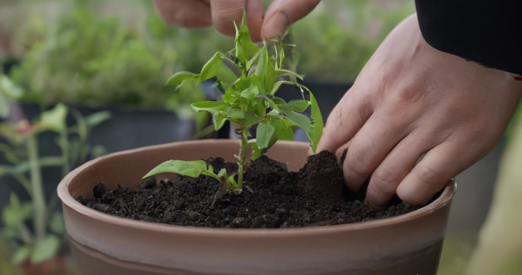 Effective Techniques for Plant Propagation by Cuttings