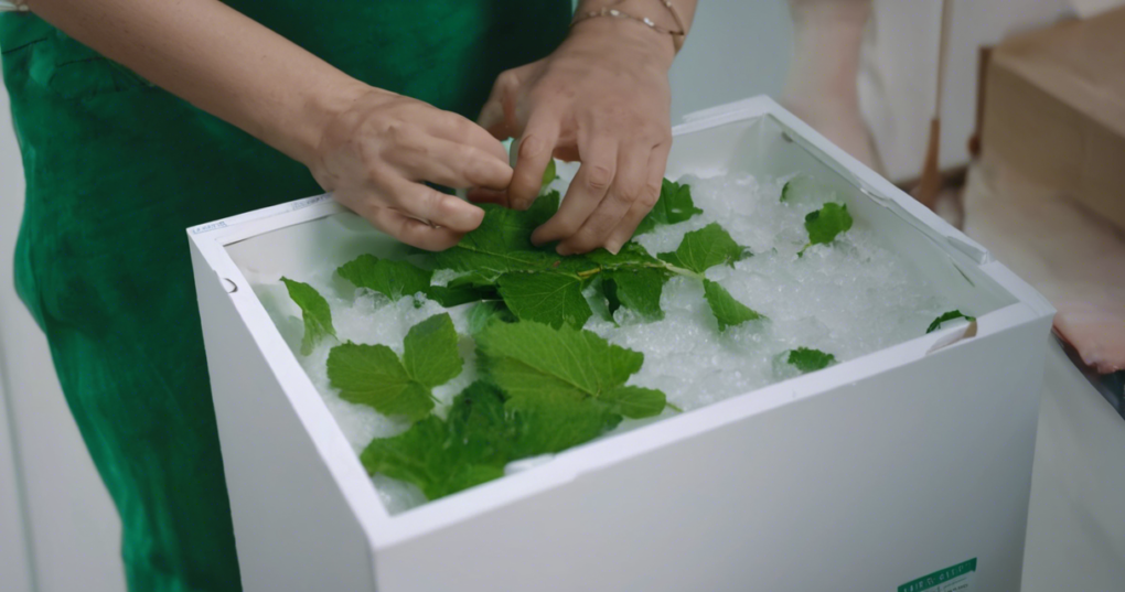 Best Practices for Transporting and Preserving Mulberry Leaves
