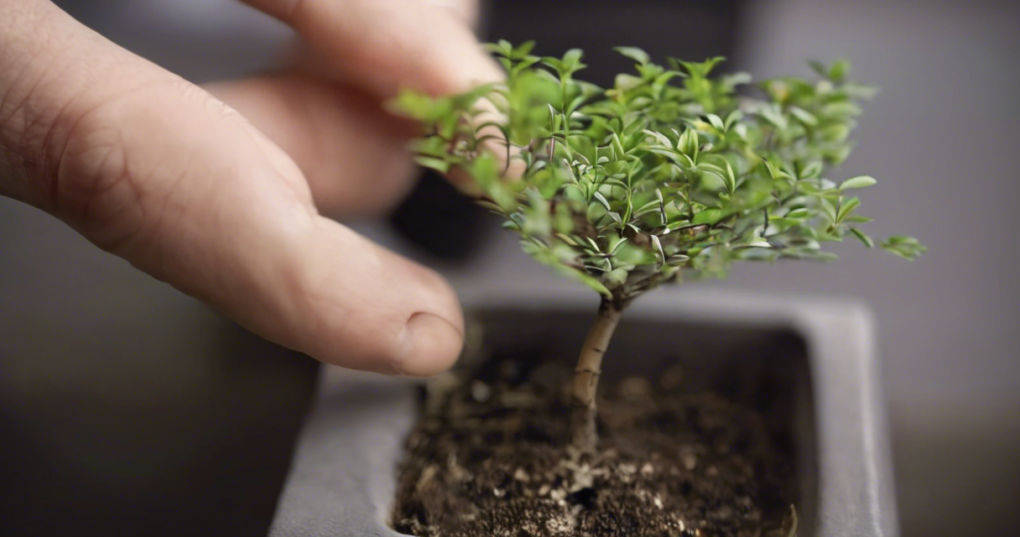 When and How to Repot Your Bonsai Trees