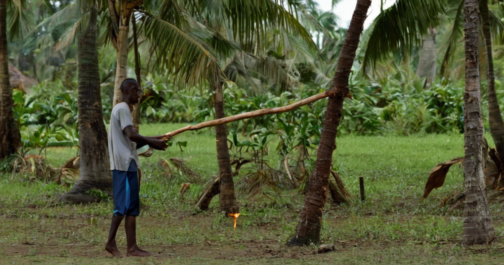 Techniques and Tools for Effective Coconut Harvesting