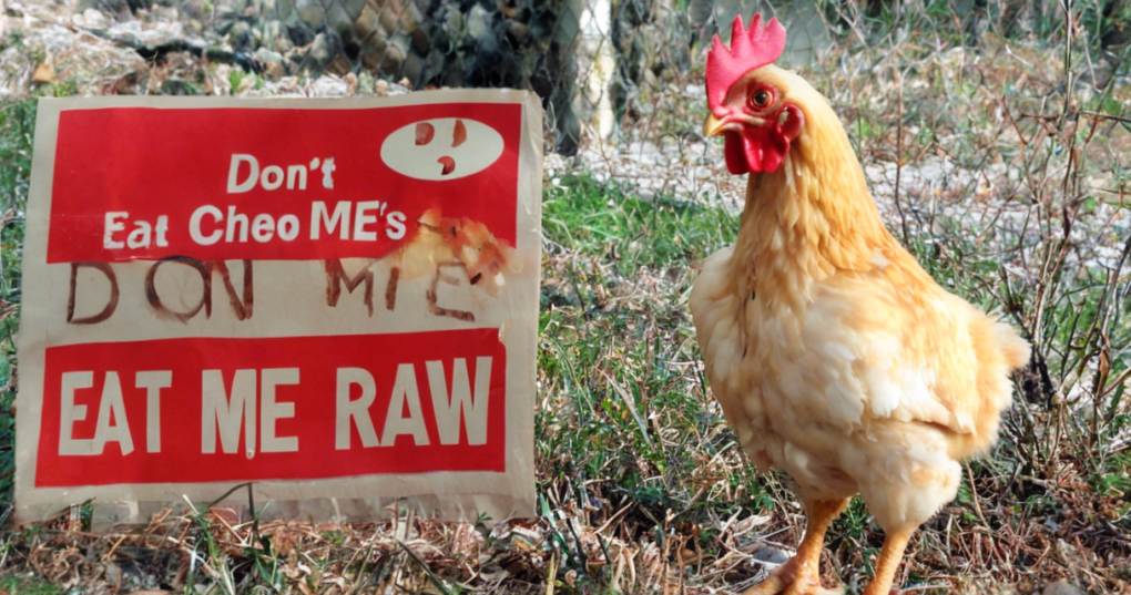 Campylobacteriosis: The Hidden Dangers of Raw Poultry