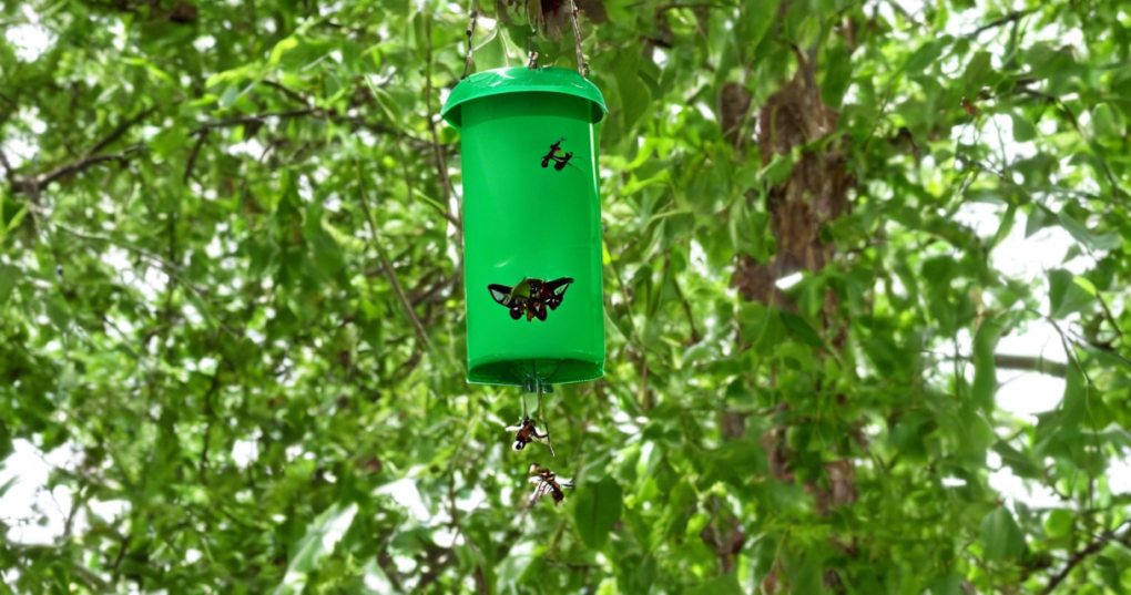 Insect Attractants: Tools for Integrated Pest Management