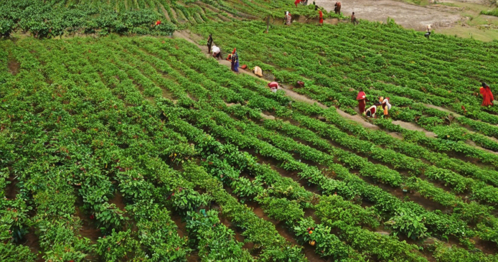 Understanding the Coffee Plantation Sector in India
