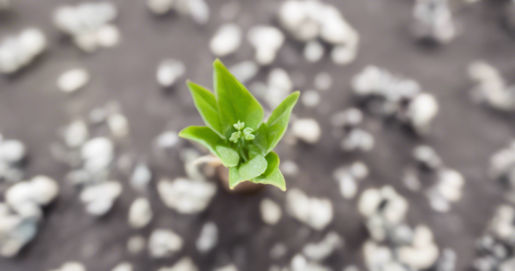 Seed-Based Asexual Propagation Techniques